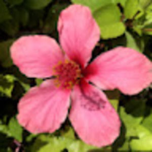 Meet your Posher, Shannon